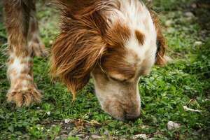 Estimulación olfativa en perros: beneficios clave y cómo practicarla en casa - Mascotas - ABC Color