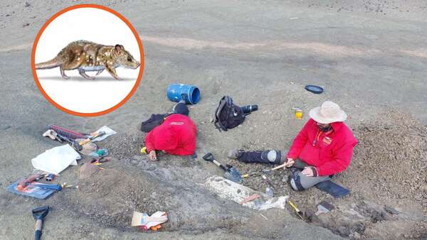 Hallan en Chile fósil de un mamífero de la era de los dinosaurios