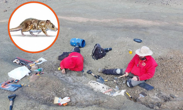 Hallan fósil de un diminuto mamífero prehistórico en la Patagonia de Chile - OviedoPress