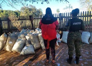 Allanan vivienda en Canindeyú y detienen a mujer con más de 300 kilos de marihuana | DIARIO PRIMERA PLANA
