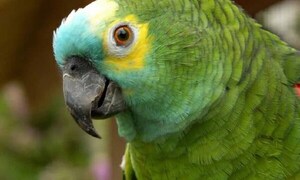 Para proteger a loros y guacamayos, Mades firma convenio con una organización de EEUU – Prensa 5