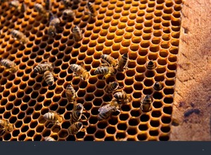 Miel de abeja producida en Ñeembucú es el primer producto con indicación geográfica