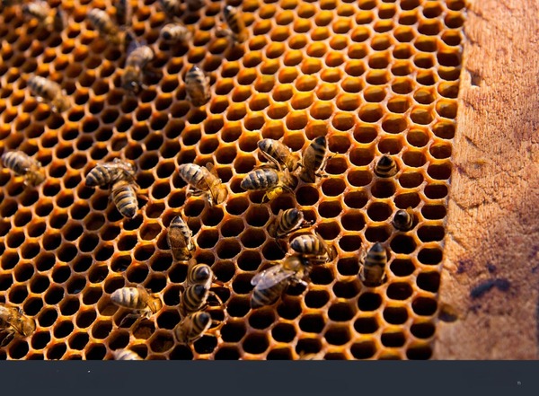 Miel de abeja producida en Ñeembucú es el primer producto con indicación geográfica