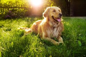 La genética del golden retriever: claves para una vida larga y saludable - Mascotas - ABC Color