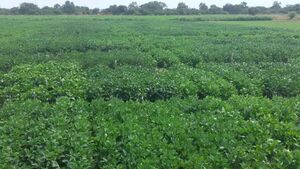 Las alternativas agrícolas que ofrece el Chaco
