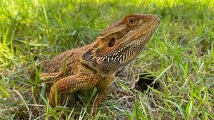 Buscan a Norberto, un dragón barbudo perdido en Ñemby