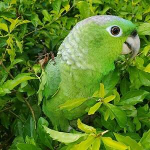 Mades firma acuerdo con ONG para proteger loros y guacamayos