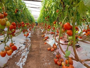 Exitosa cosecha de tomate calidad premiun - ADN Digital