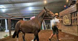 La Nación / Remate de caballos criollos: venta total refleja la demanda por la calidad genética