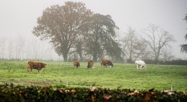Prevén lluvias localizadas en el noreste y sin precipitaciones relevantes en el resto del país
