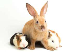 Lo que nadie te cuenta antes de adoptar conejos y cobayos - Mascotas - ABC Color