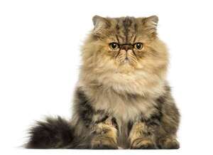 Gato persa: cuidados de su pelaje y problemas respiratorios comunes - Mascotas - ABC Color