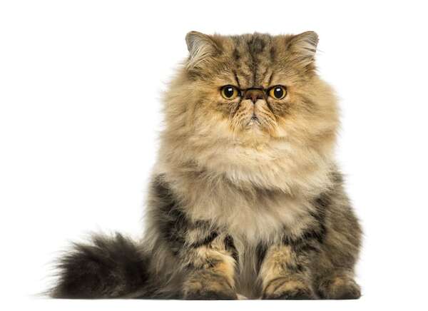 Gato persa: cuidados de su pelaje y problemas respiratorios comunes - Mascotas - ABC Color
