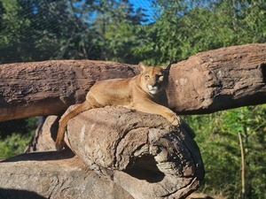 Pumas rescatados encuentran nuevo hogar en Tekotopa Centro Ambiental de Itaipú - ADN Digital