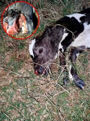 Popular / Terror, ya van tres animales hallados sin ojos ni lengua