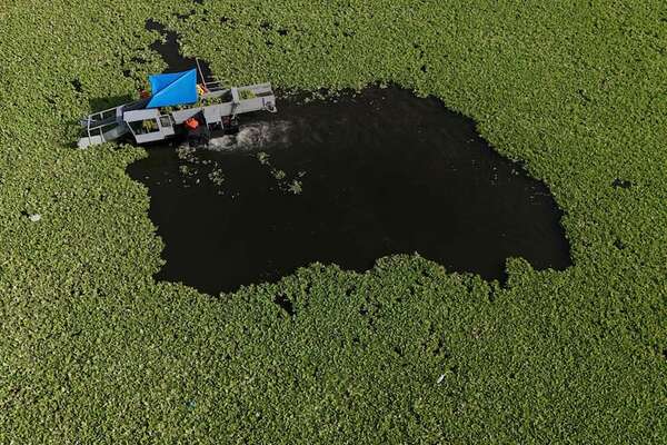 Lechuga de agua invade el lago Suchitlán y amenaza pesca y turismo en El Salvador - Ciencia - ABC Color
