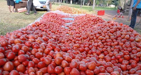 Productor de San Antonio cosechó 3.500 kilos de tomate premium