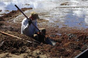 México abre su primer centro para vigilar sargazo y fenómenos naturales en el Caribe - Mundo - ABC Color