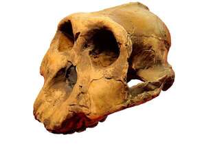 Descubren nueva especie de Australopithecus que coexistió con los primeros Homo - Ciencia - ABC Color