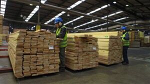 Exportaciones forestales alcanzaron en julio su mejor registro del año, con casi US$ 10 millones de ingresos