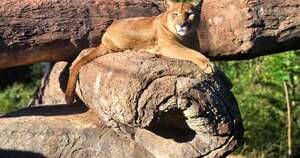 La Nación / Sendero Jaguareté recibe a sus primeros grandes felinos