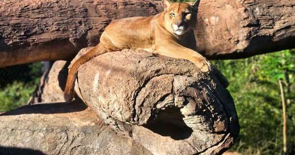 La Nación / Sendero Jaguareté recibe a sus primeros grandes felinos