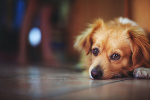 Imputan a mujer por dejar encerrados a sus mascotas por varios días