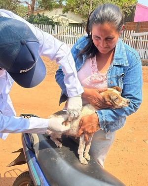 Campaña gratuita de vacunación antirrábica y sanidad de mascotas en Concepción - Concepción al Día