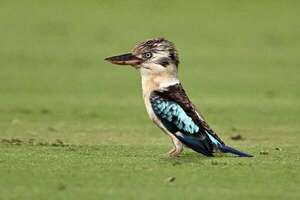 Inversión sexual en aves australianas: un fenómeno más común de lo pensado - Ciencia - ABC Color