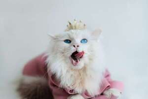 Qué razas de gatos son consideradas las más lindas a nivel mundial - Mascotas - ABC Color