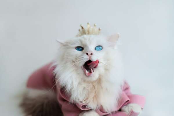 Qué razas de gatos son consideradas las más lindas a nivel mundial - Mascotas - ABC Color