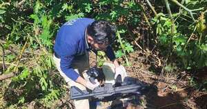 Diario HOY | Hallan fusiles de asalto ocultos en zona boscosa de Canindeyú