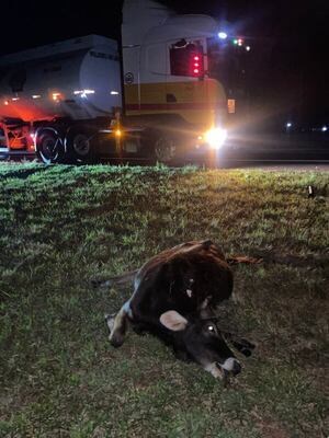 Animal vacuno ocasiona accidente de tránsito en Santiago, Misiones - Nacionales - ABC Color