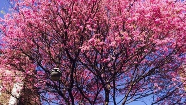Tajy, el árbol que embellece al Paraguay y brinda medicina natural