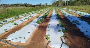 Prácticas climáticamente inteligentes impulsan la producción hortícola de Caraguatay