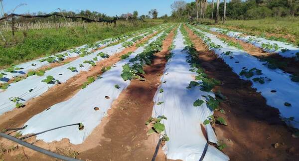 Prácticas climáticamente inteligentes impulsan la producción hortícola de Caraguatay