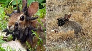 Conejos con cuernos y tentáculos aparecen en Colorado, EE.UU