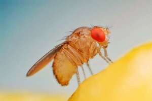 Científicos transfieren un comportamiento entre especies al modificar un solo gen - Ciencia - ABC Color
