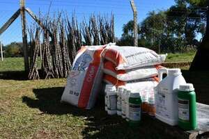 Entregan insumos para la plantación mecanizada de mandioca y de maíz en Misioness - Nacionales - ABC Color