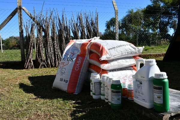 Entregan insumos para la plantación mecanizada de mandioca y de maíz en Misioness - Nacionales - ABC Color