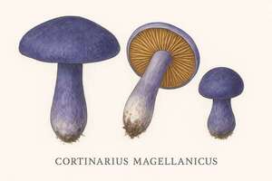 Cortinarius magellanicus: la joya oculta de los bosques sudamericanos que fascina a la ciencia - Ciencia - ABC Color