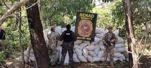 En campamento narco encuentran más de 6,5 toneladas de marihuana - ADN Digital