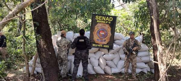 En campamento narco encuentran más de 6,5 toneladas de marihuana - ADN Digital