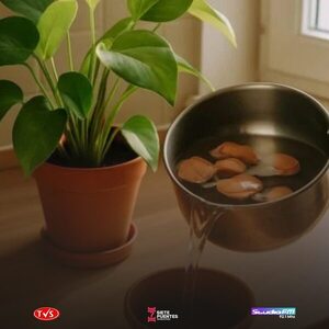 EL TESORO QUE TODOS DESECHAN: CÓMO EL AGUA DE COCER HUEVOS PUEDE TRANSFORMAR TUS PLANTAS - «TVS DIGITAL»