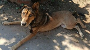 "Les tocó el Pombero" y ya no caminan: extraño caso de perritos enfermos
