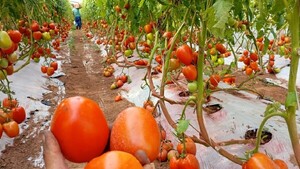 MAG frena ingreso hortícola por alta producción nacional