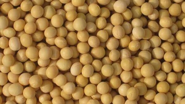 Exportaciones de soja caen USD 751 millones hasta julio