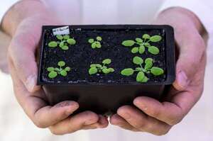 Plantas que “duermen”: cómo el ritmo circadiano regula la vida secreta de la flora - Ciencia - ABC Color