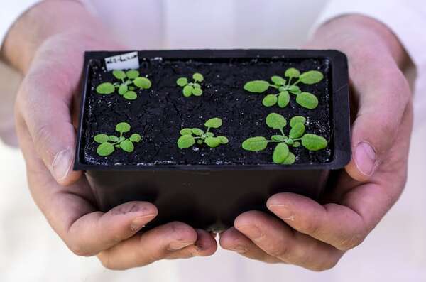 Plantas que “duermen”: cómo el ritmo circadiano regula la vida secreta de la flora - Ciencia - ABC Color