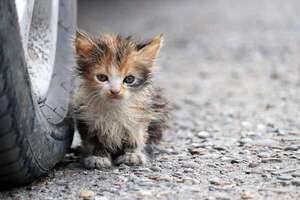 Día Internacional del Animal sin Hogar: claves para proteger y dar nuevas oportunidades - Mascotas - ABC Color